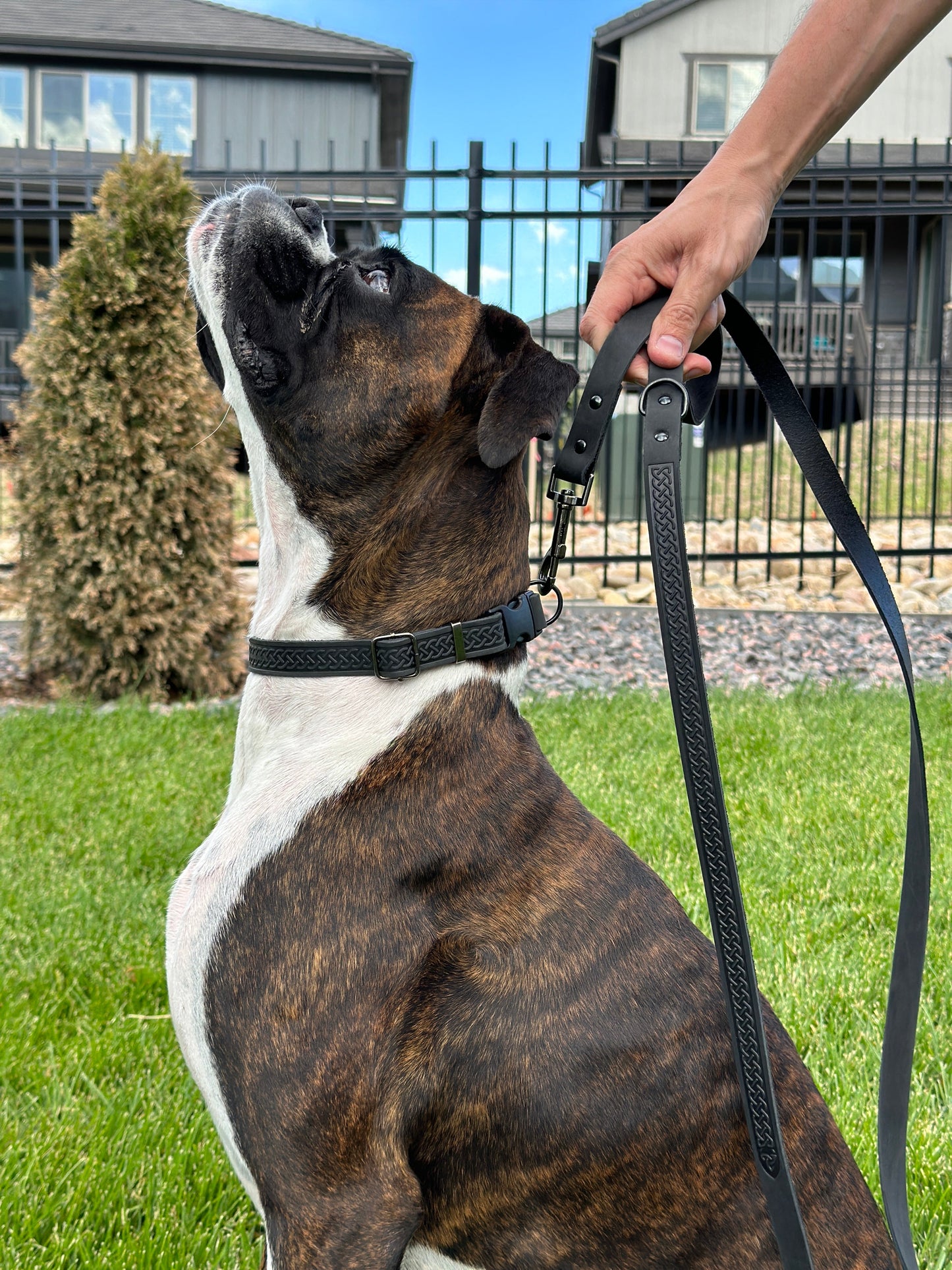 Celtic Sport Midnight Black Leather Dog Leash on dog — dog leash close-up | Cutie Paw Co.