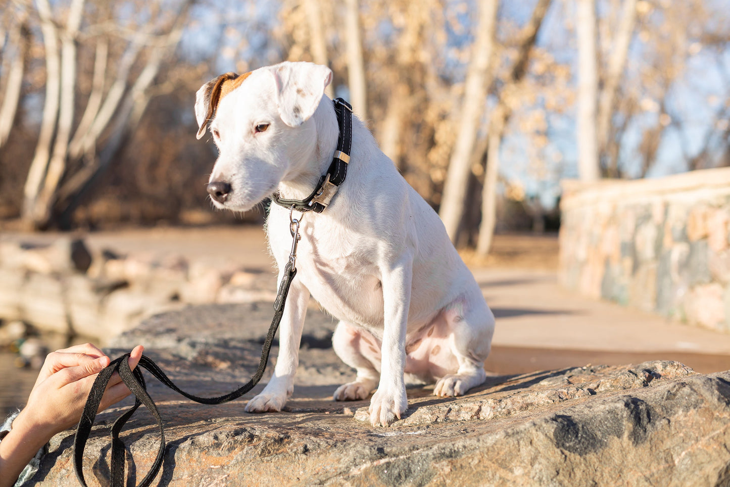 Traditional Midnight Black Leather Leash on dog — dog leash close-up | Cutie Paw Co.