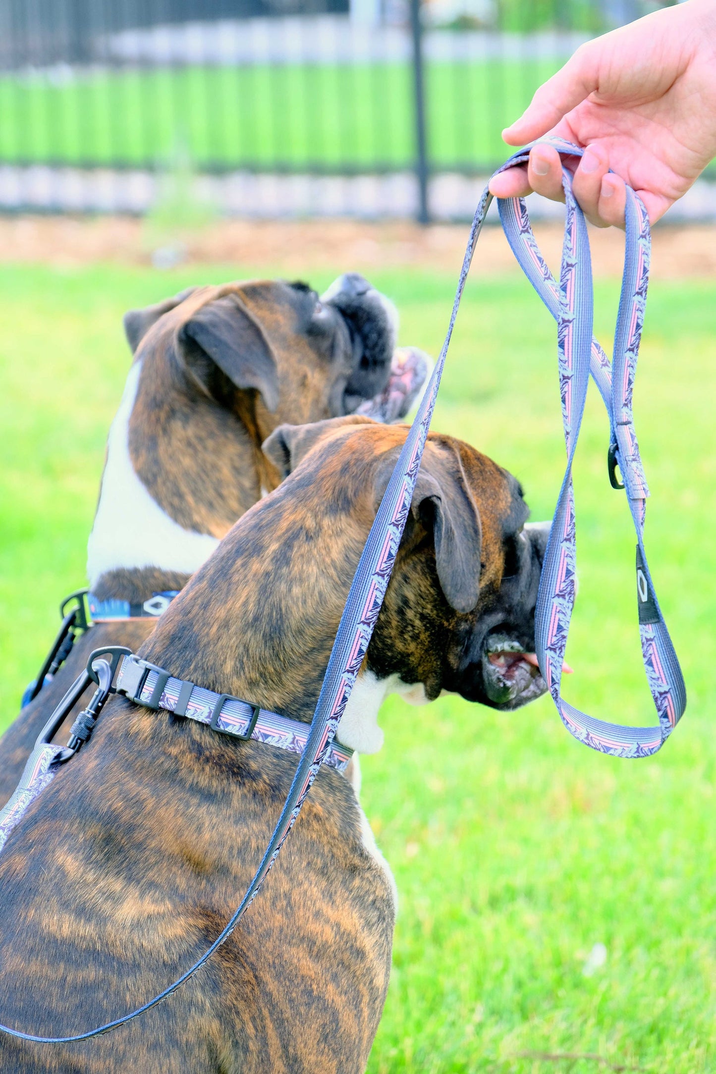 Outdoor Style Frozen Forest Nylon Step In Dog Harness on dog — dog harness close-up | Cutie Paw Co.