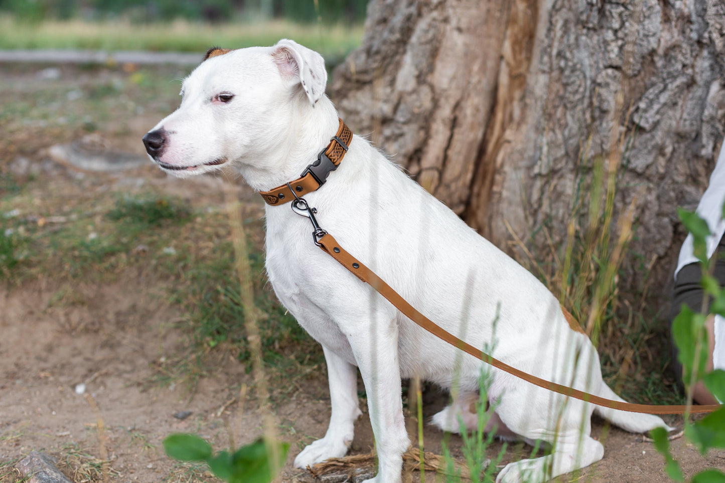 Celtic Khaki Leather Dog Collar detail view | Cutie Paw Co.