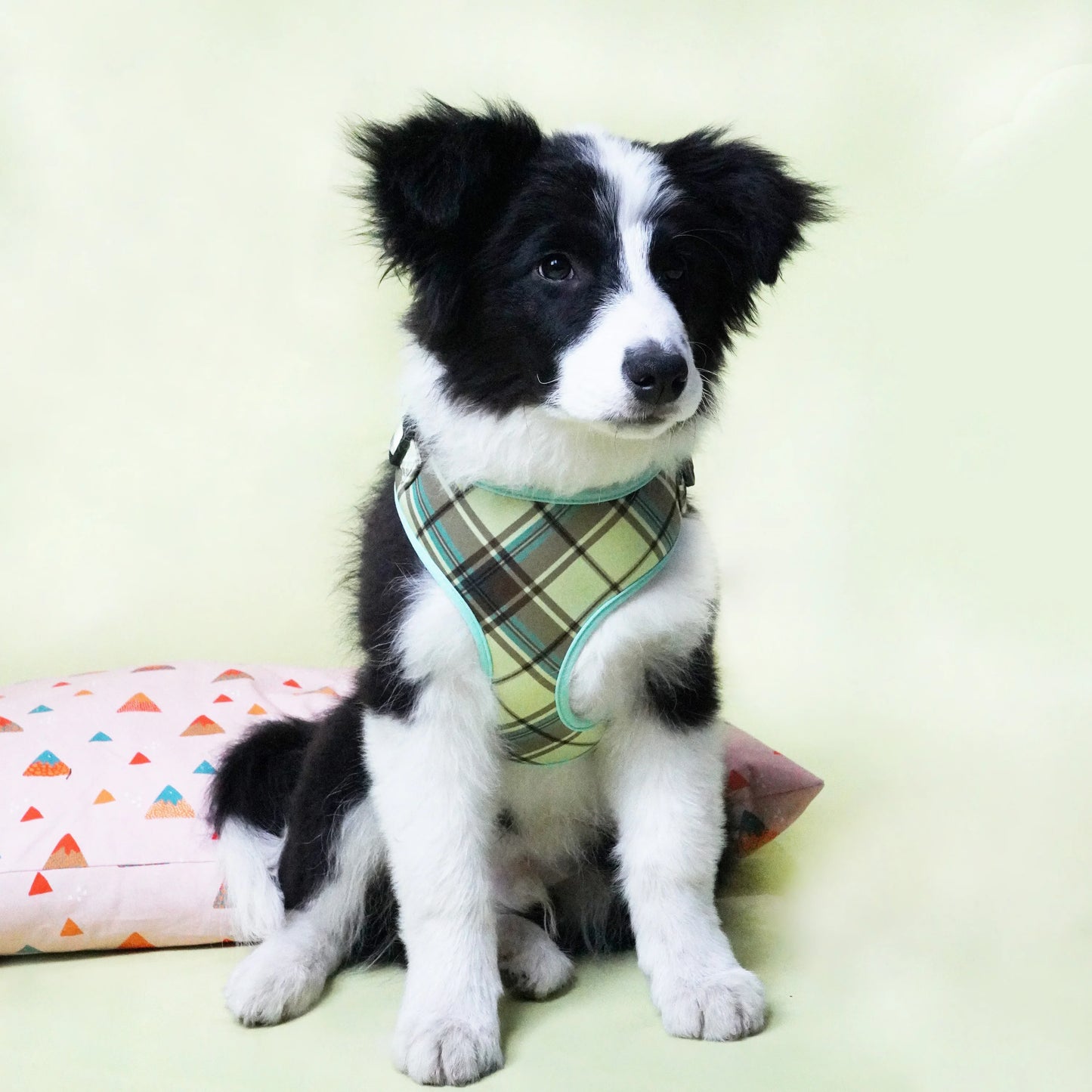 Duncan Plaid Collar, Harness, and Leash Set