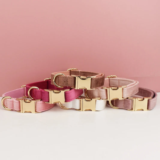 Velvet Collar on dog — dog collar close-up | Cutie Paw Co.