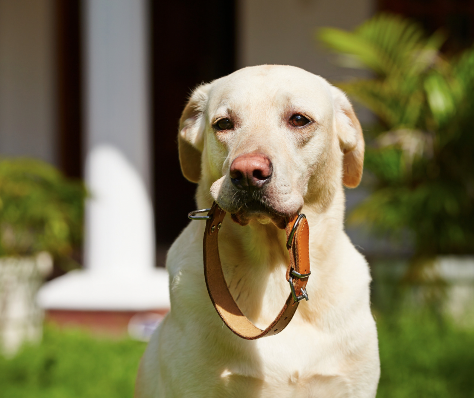 What Collar is Best for Dogs