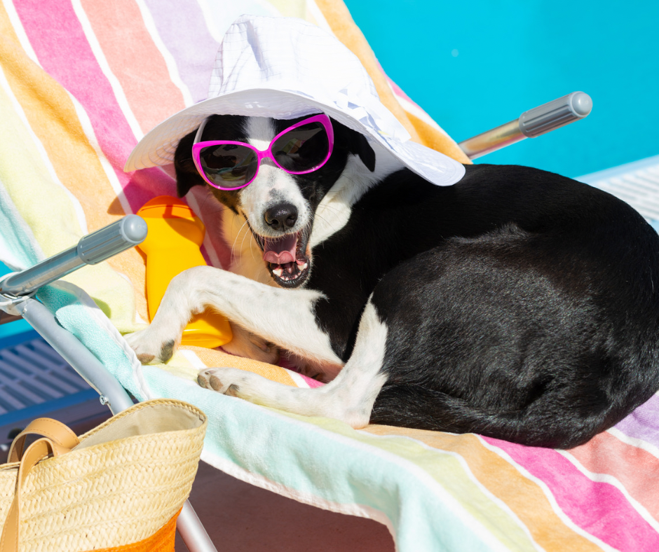 What Can I Do With My Dog in Summer
