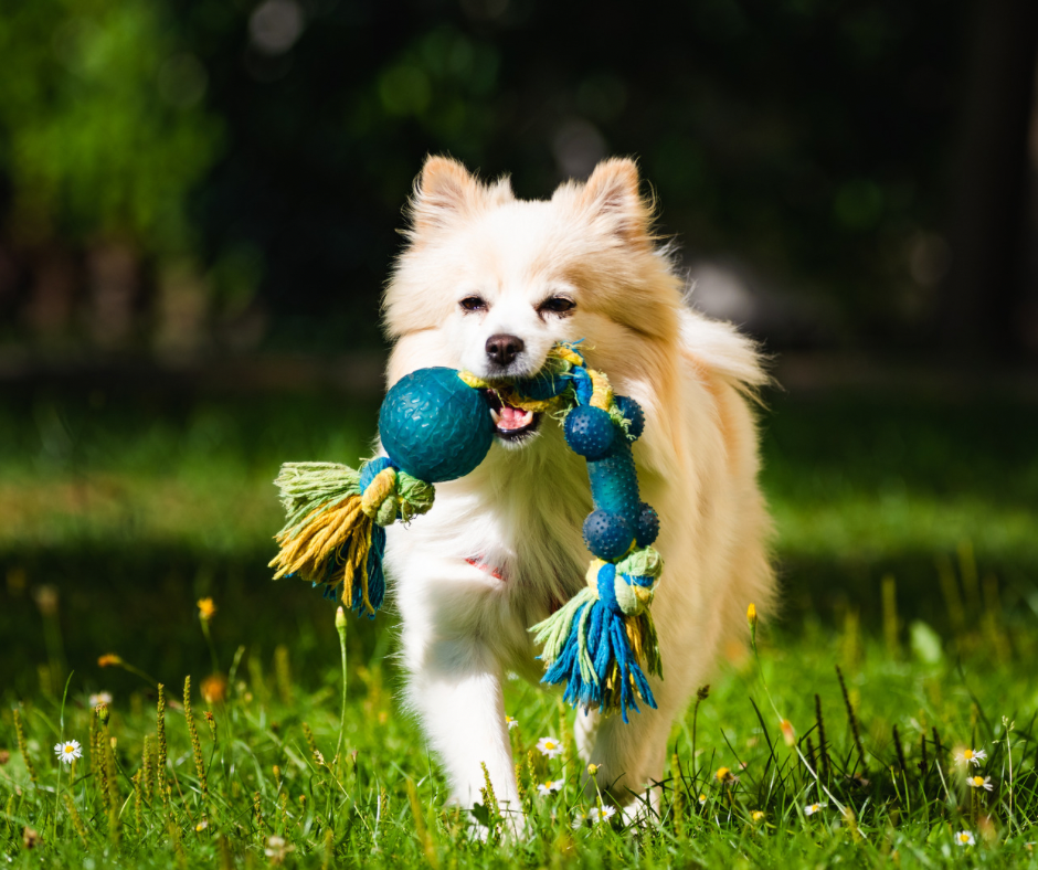 How to Stimulate a Dog That Doesn't Like Toys