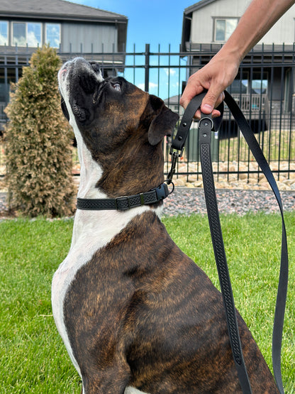 Celtic Sport Midnight Black Leather Dog Leash on dog — dog leash close-up | Cutie Paw Co.