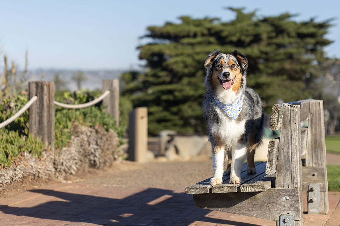 Bees & Daisy Dog Bandana