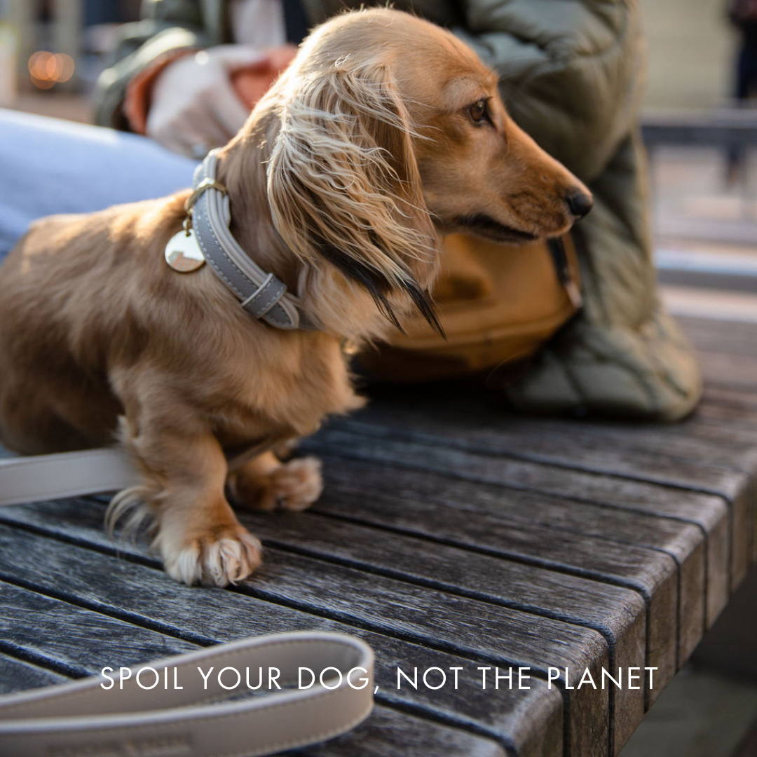 Leash 4ft - Vegan Leather - London