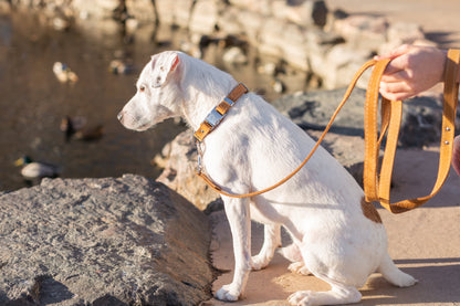 Khaki Leather Dog Collar — Bestseller detail view | Cutie Paw Co.
