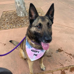 Adopt Me Tie Dye Dog Bandana Best Seller