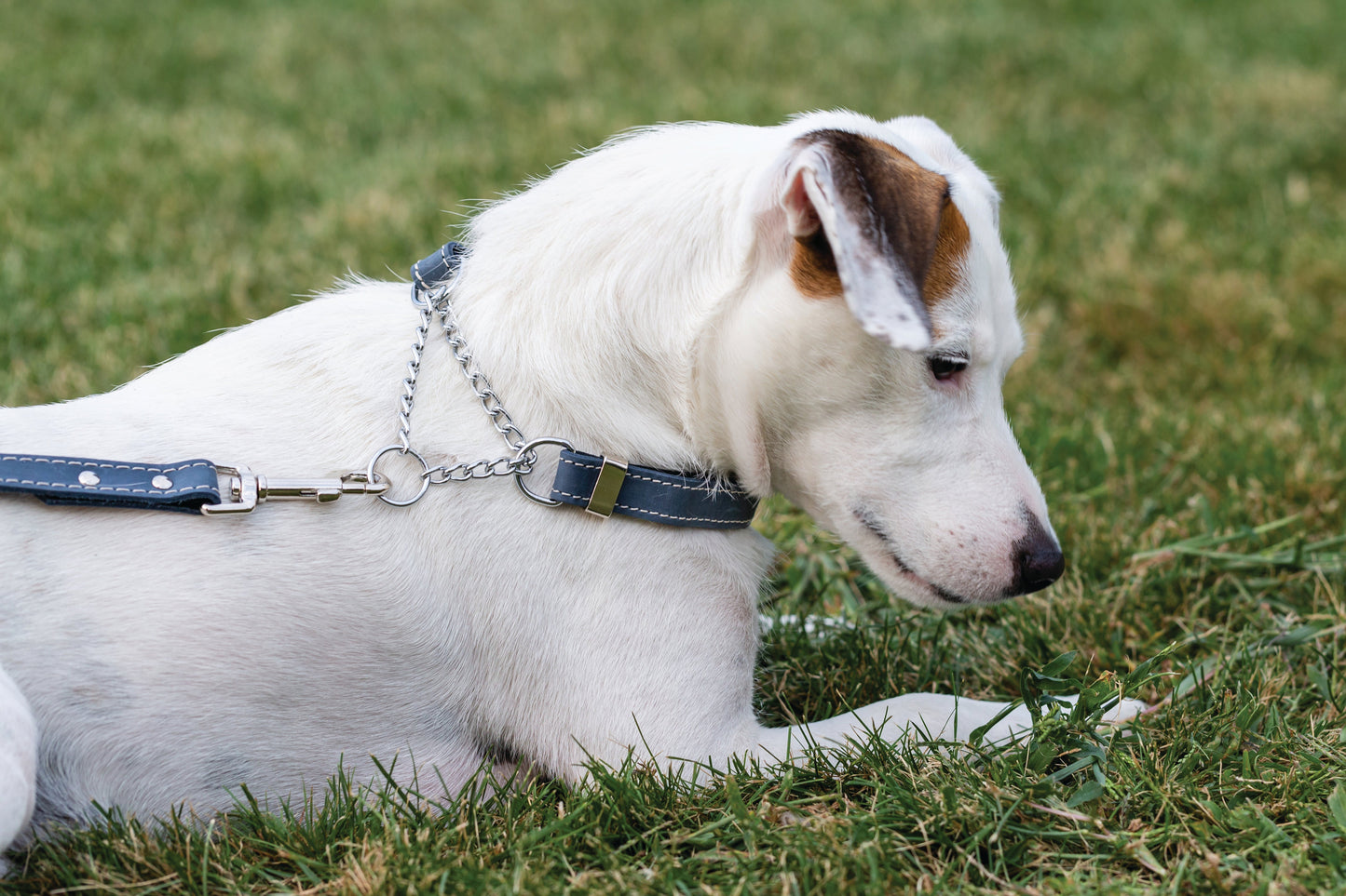 Blue Jeans Leather Martingale Collar