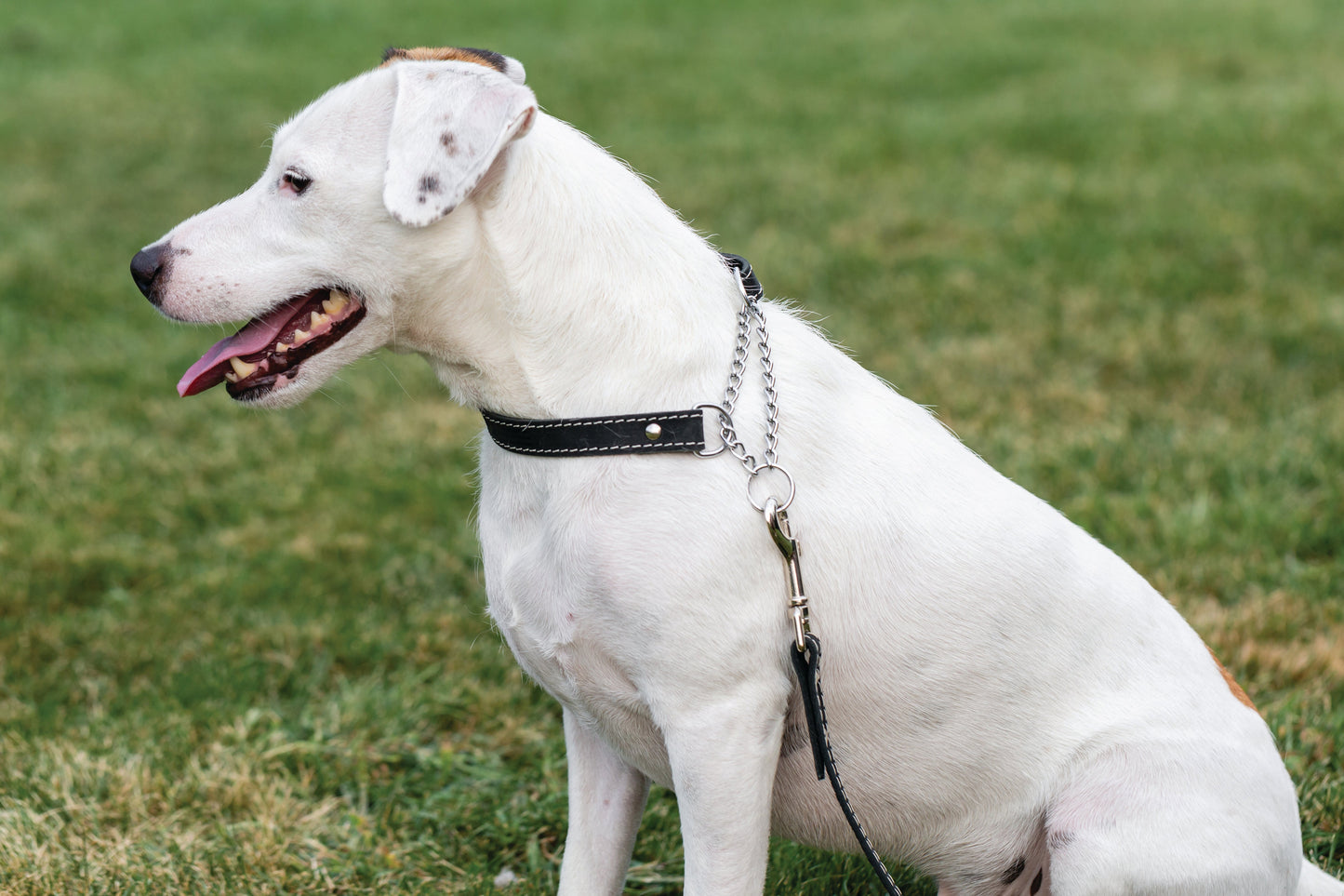Martingale Midnight Black Leather Dog Collar detail view | Cutie Paw Co.