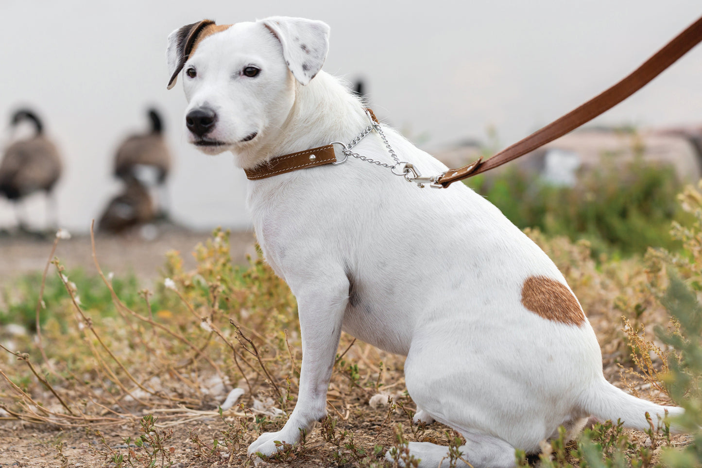 Martingale Earth Brown Leather Dog Collar detail view | Cutie Paw Co.
