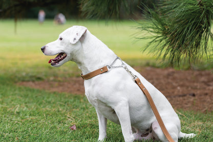 Martingale Khaki Leather Dog Collar detail view | Cutie Paw Co.
