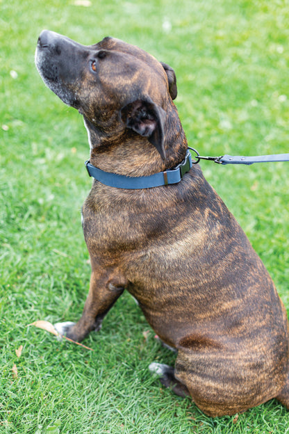 Sport Style Blue Jeans Leather Dog Collar detail view | Cutie Paw Co.