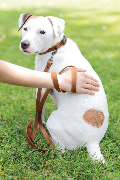 Sport Style Earth Brown Leather Dog Collar detail view | Cutie Paw Co.