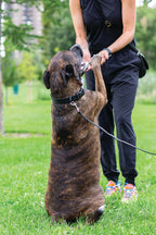 Sport Style Midnight Black Leather Dog Collar