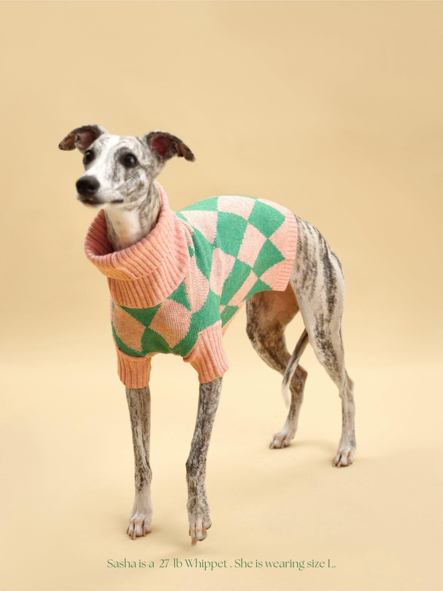 Sunday Brunch in Brooklyn Sweater on dog — pet accessory close-up | Cutie Paw Co.
