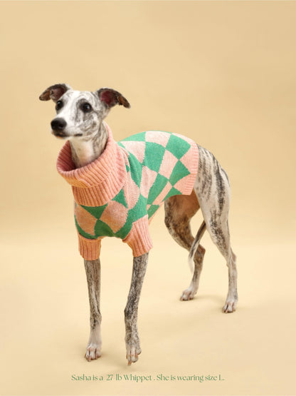Sunday Brunch in Brooklyn Sweater on dog — pet accessory close-up | Cutie Paw Co.