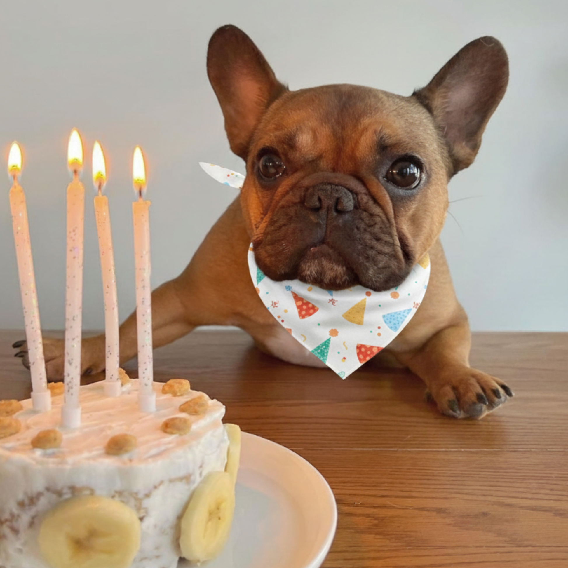 Birthday Dog Bandana detail view | Cutie Paw Co.