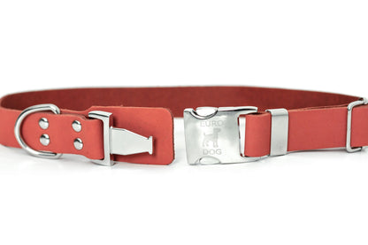 Modern Style Quick on dog — dog collar close-up | Cutie Paw Co.