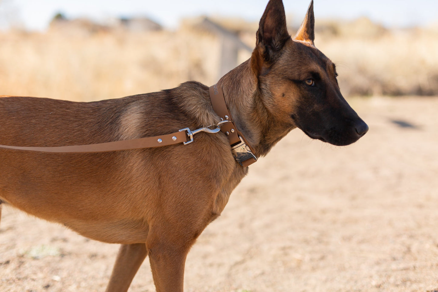 Modern Style Khaki Leather Leash on dog — dog leash close-up | Cutie Paw Co.
