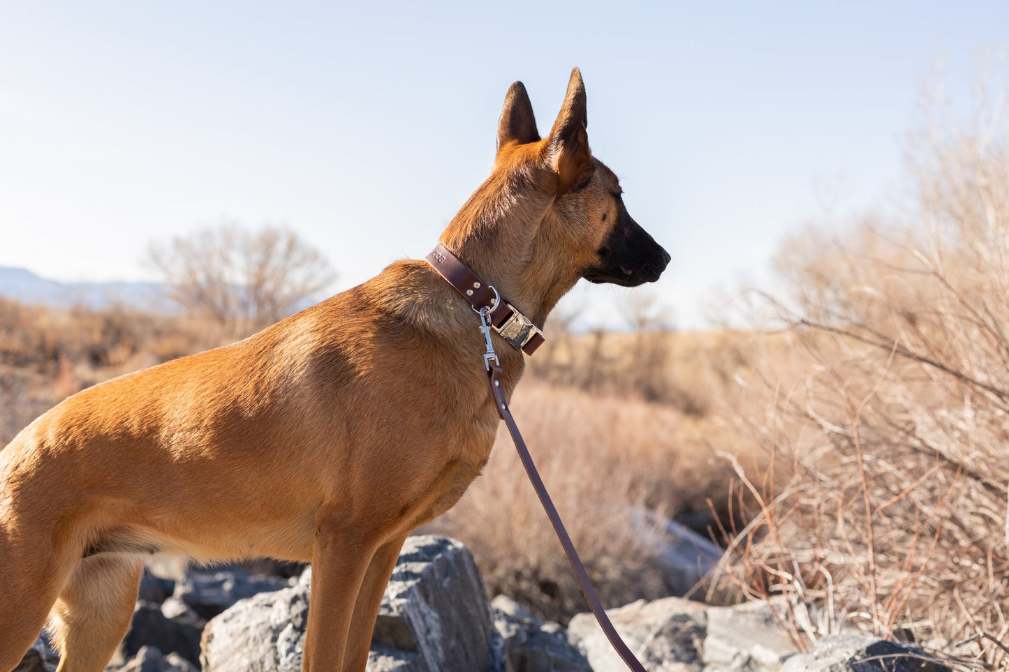 Chocolate Leather Dog Leash — Modern Style on dog — dog leash close-up | Cutie Paw Co.