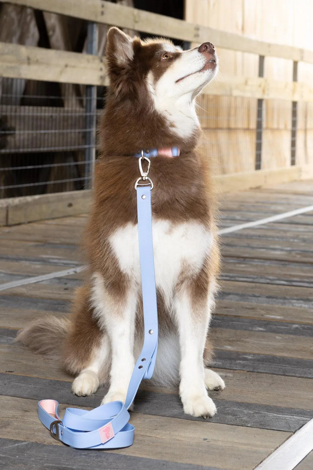 Blue Sky Orchid Waterproof Dog Collar detail view | Cutie Paw Co.