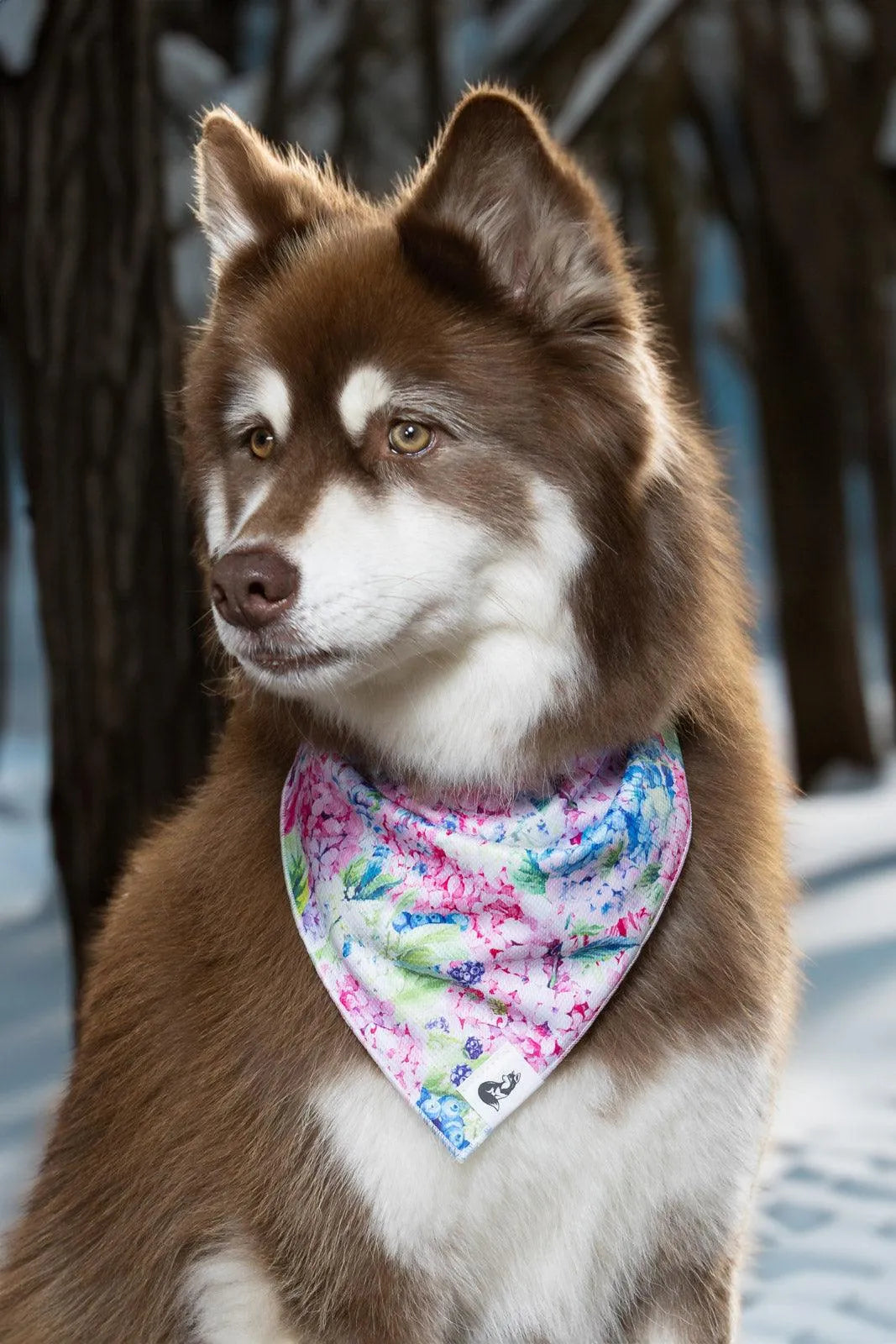 Hydrangea Haven Dog Bandana on dog — dog bandana close-up | Cutie Paw Co.
