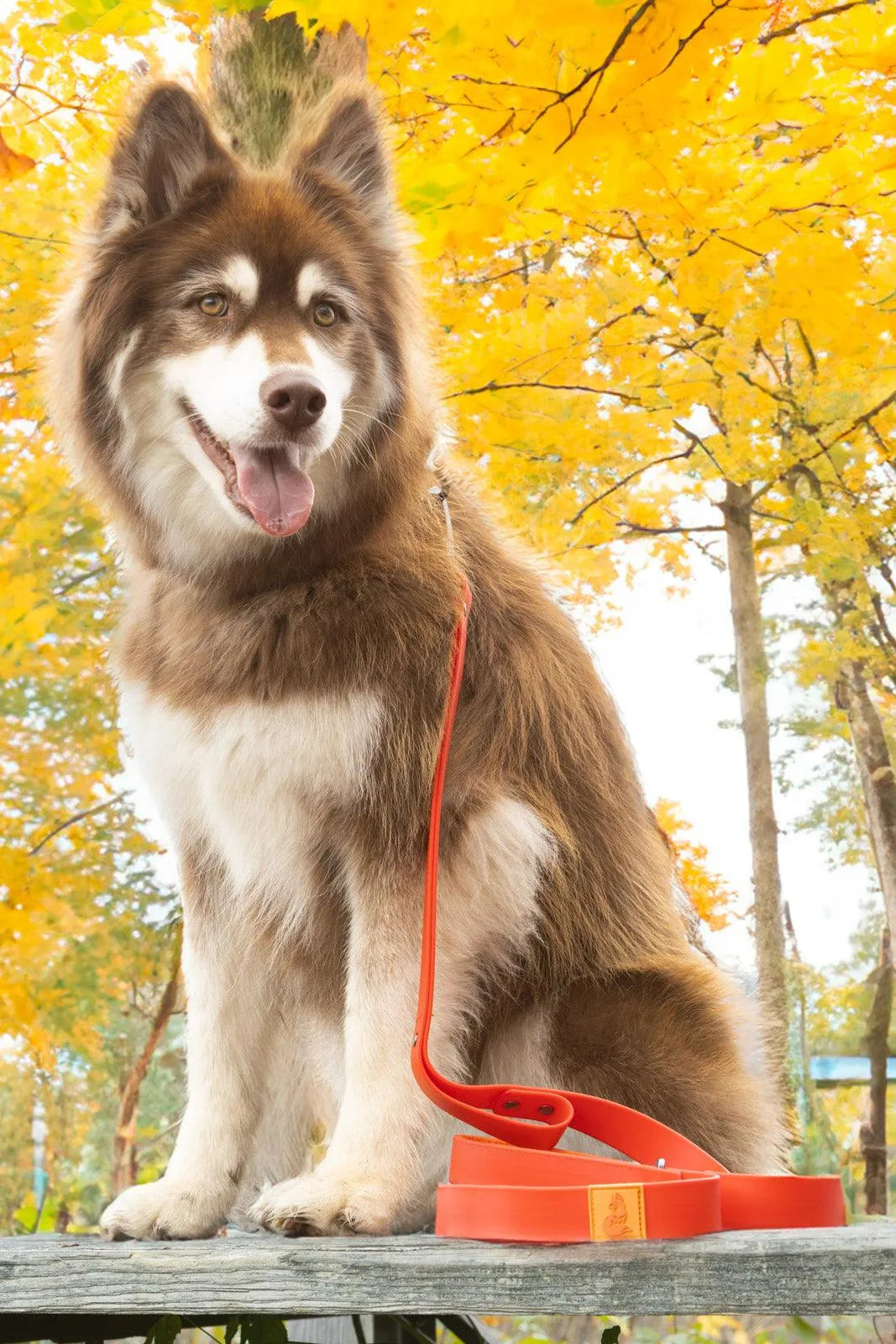 Scarlet Peaks Waterproof Dog Collar detail view | Cutie Paw Co.