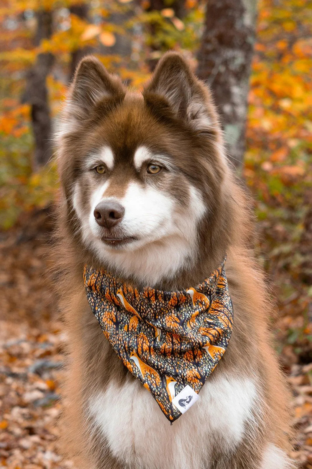 Foxes in Fall Dog Bandana on dog — dog bandana close-up | Cutie Paw Co.