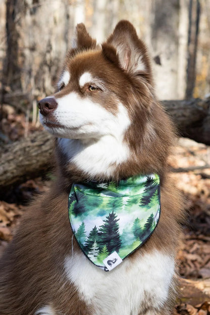 Evergreen Explorer Dog Bandana on dog — dog bandana close-up | Cutie Paw Co.
