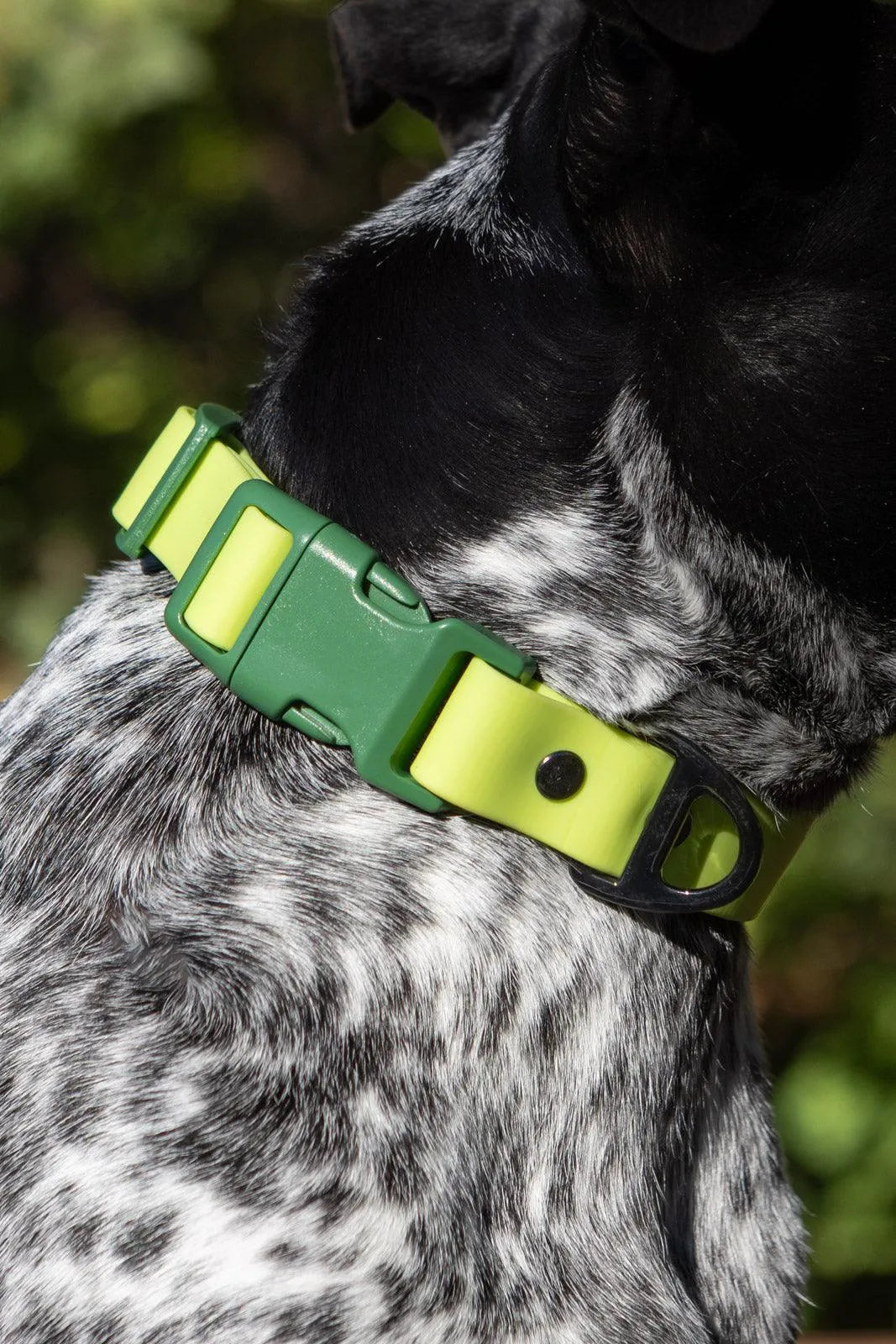 Mossy Pine Waterproof Dog Collar detail view | Cutie Paw Co.