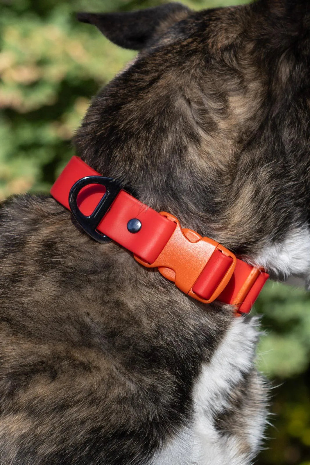 Scarlet Peaks Waterproof Dog Collar on dog — dog collar close-up | Cutie Paw Co.