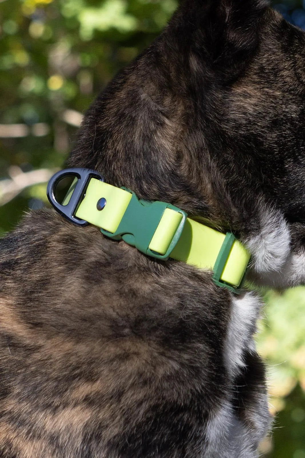 Mossy Pine Waterproof Dog Collar on dog — dog collar close-up | Cutie Paw Co.