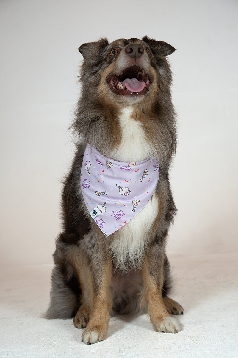 Birthday Girl & Gotcha Day Dog Bandana