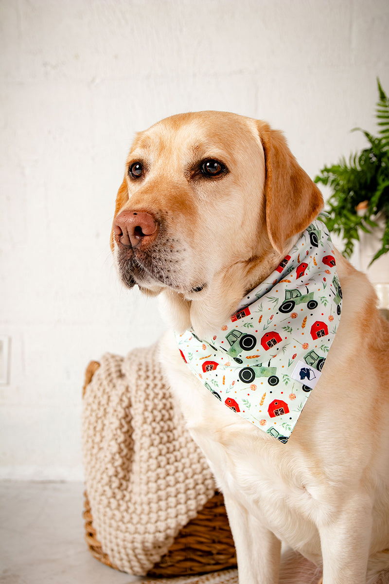 Farmers Market Dog Bandana