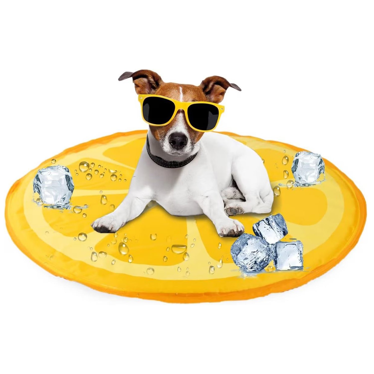 Chill Out on dog — pet accessory close-up | Cutie Paw Co.