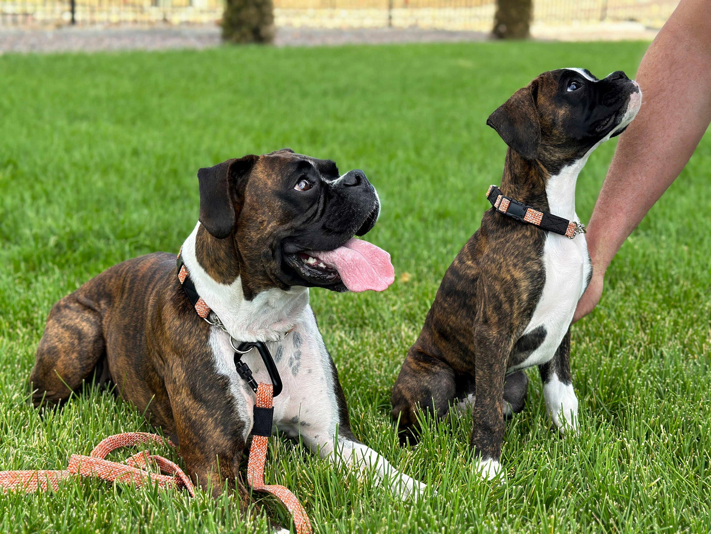 Climbing Rope Martingale Dog Collar