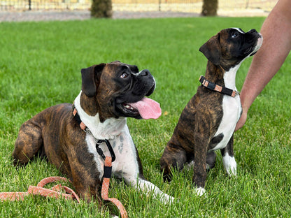 Climbing Rope Martingale Dog Collar