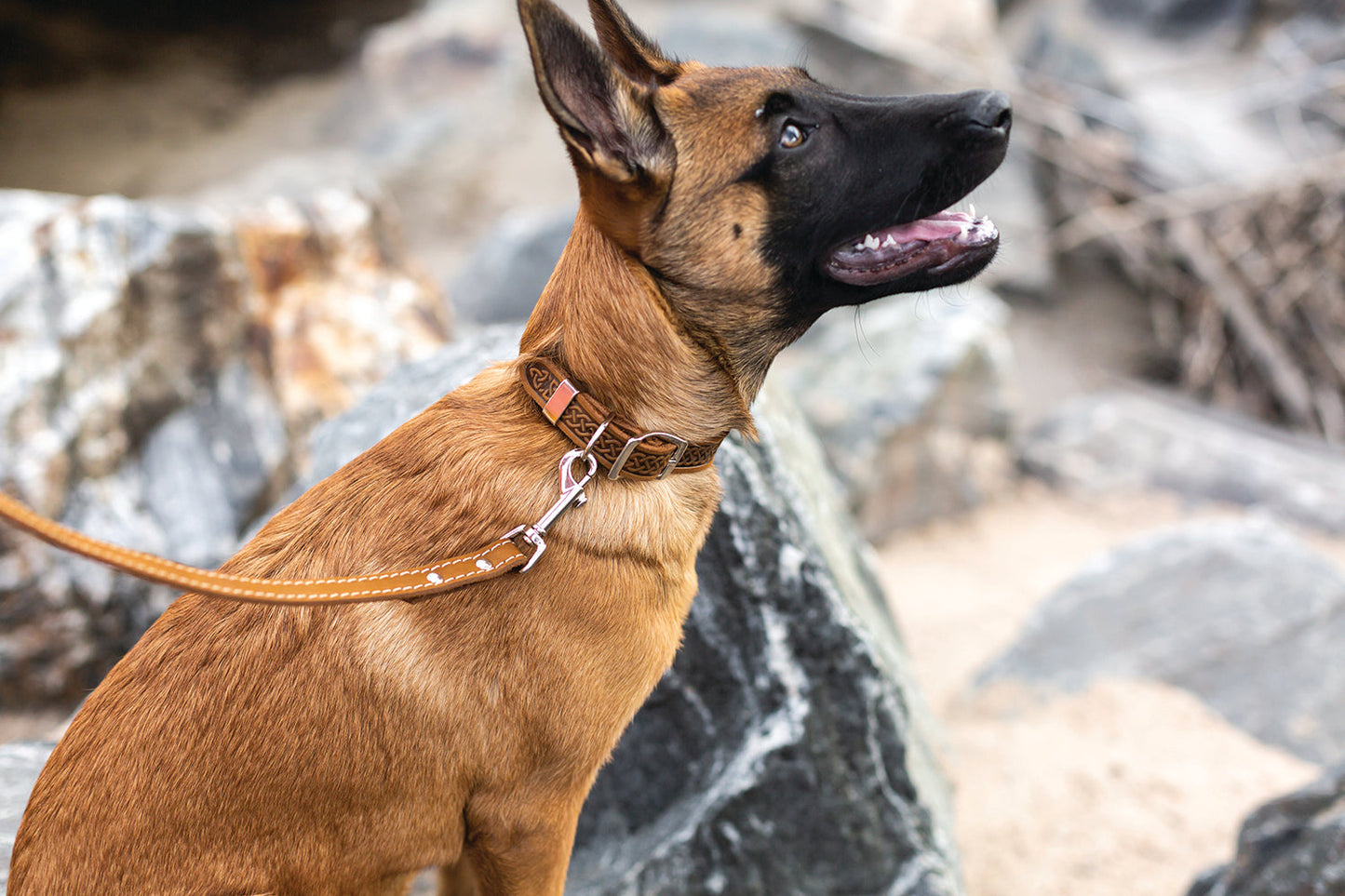 Z Celtic Style Leather Dog Collar on dog — dog collar close-up | Cutie Paw Co.