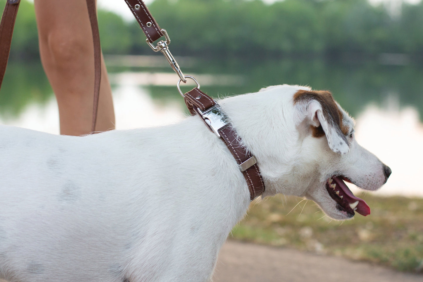 Traditional Chocolate Leather Leash on dog — dog leash close-up | Cutie Paw Co.