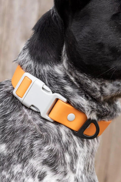 Crimson Glow Waterproof Dog Collar on dog — dog collar close-up | Cutie Paw Co.