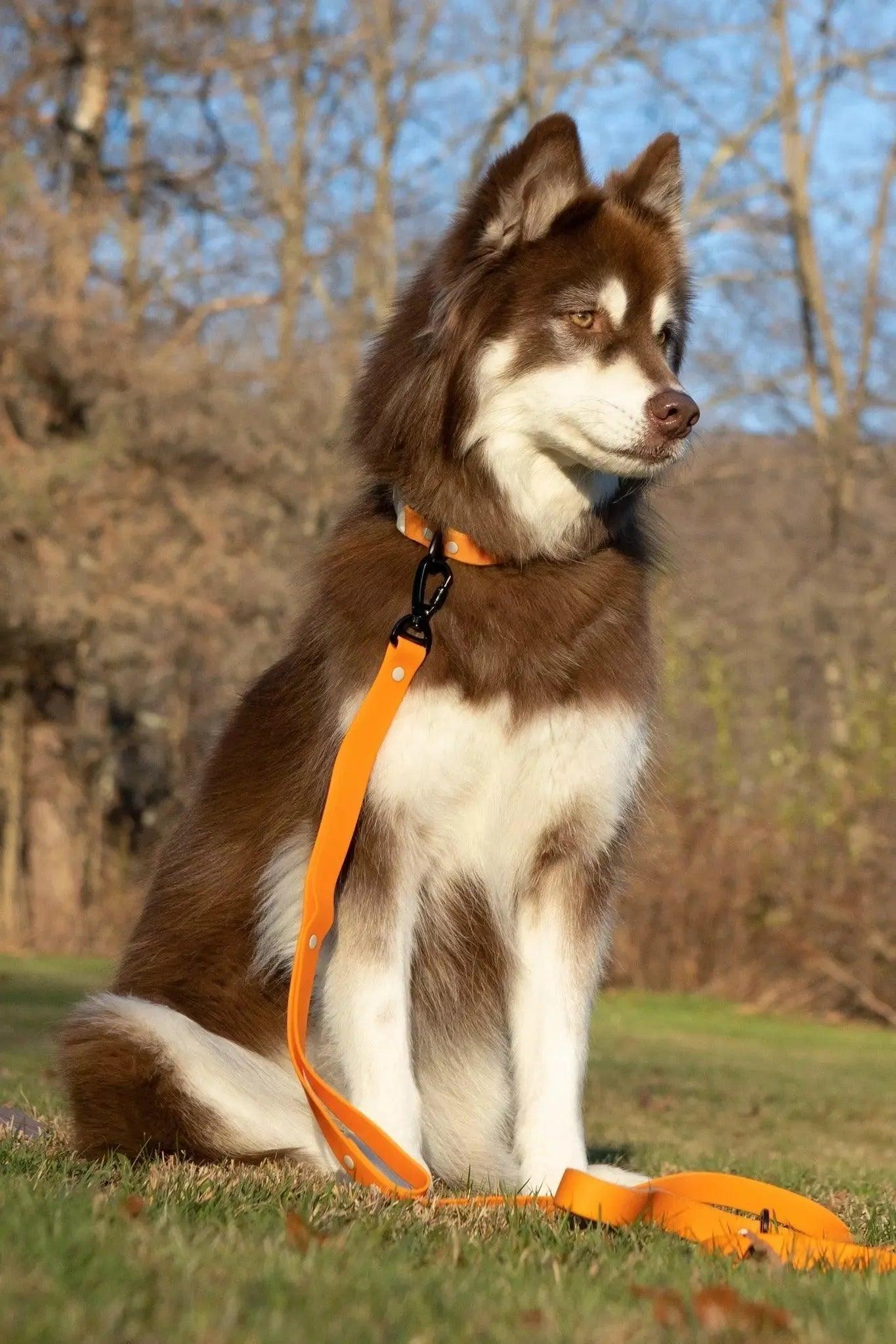 Crimson Glow Waterproof Dog Collar detail view | Cutie Paw Co.