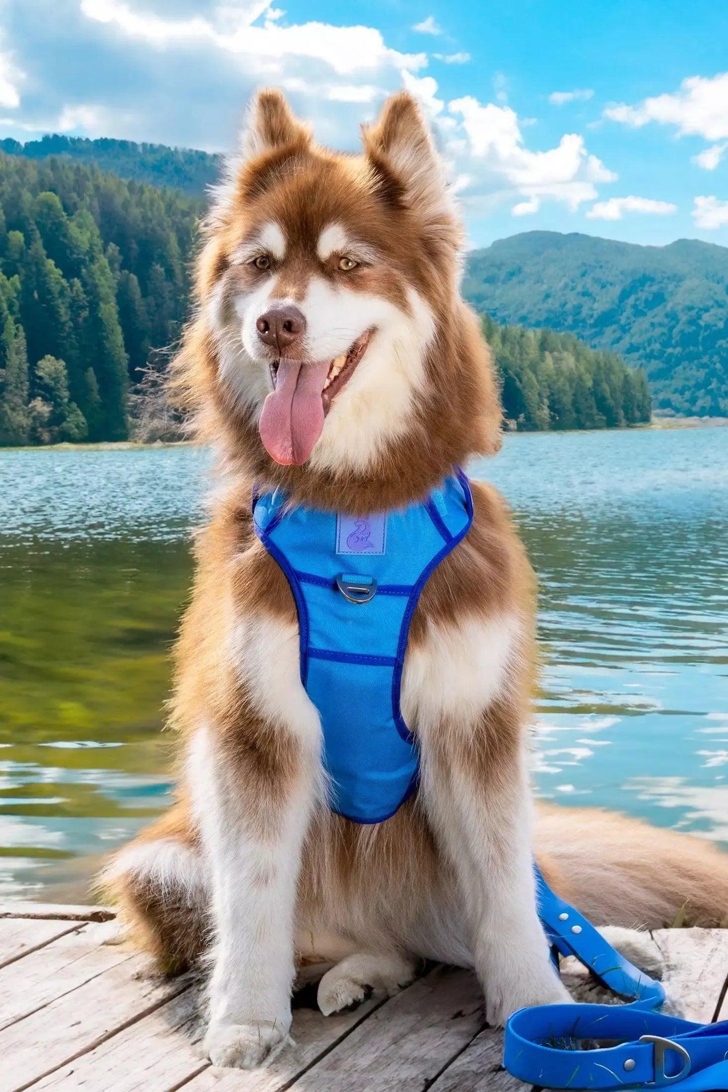 Dockside Adventures Ultimate Harness on dog — dog harness close-up | Cutie Paw Co.