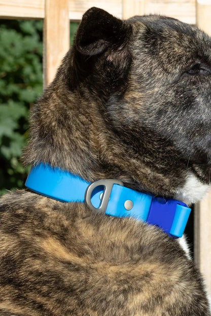 Dockside Adventures Waterproof Dog Collar on dog — dog collar close-up | Cutie Paw Co.