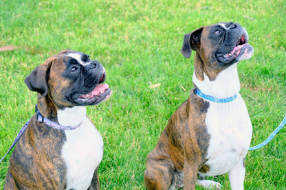 Outdoor Style Cactus Cream Nylon Dog Collar detail view | Cutie Paw Co.