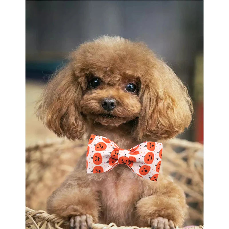 Happy Pumpkin Collar and Leash