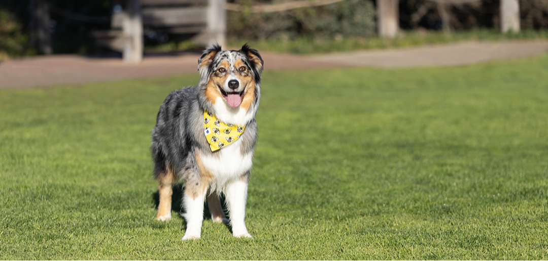 Bees & Daisy Dog Bandana