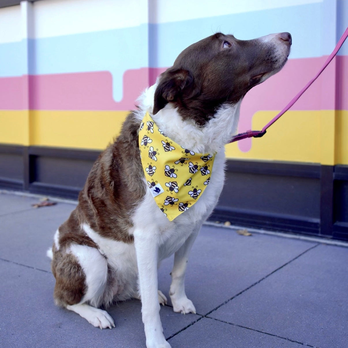 Bees & Daisy Dog Bandana